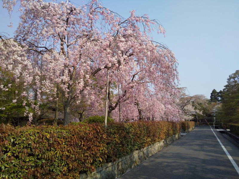 京都 遅咲きの桜 清流亭 2020 / 京都ブログガイド