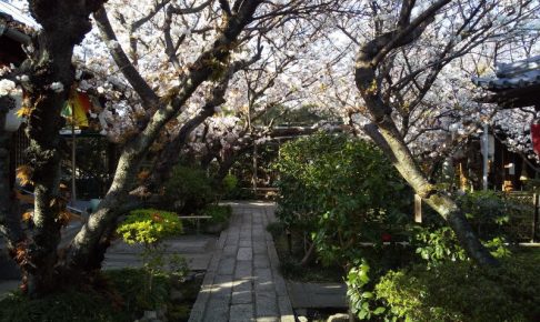 雨宝院 桜 2020 / 京都 ブログ ガイド