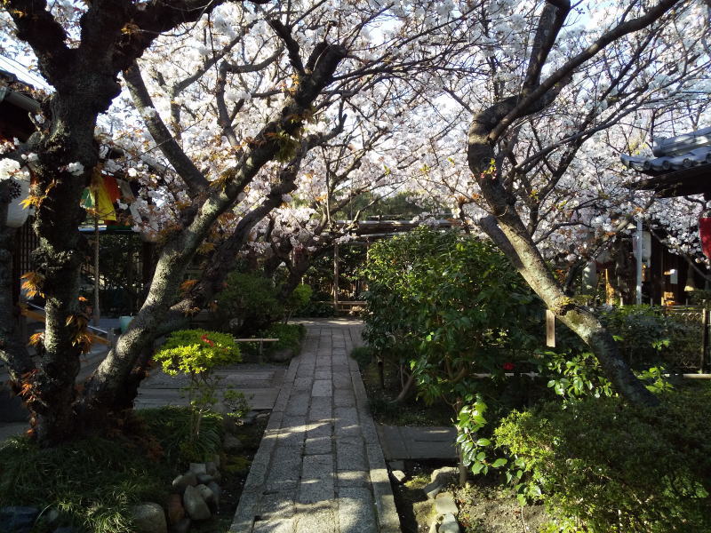 雨宝院 桜 2020 / 京都 ブログ ガイド
