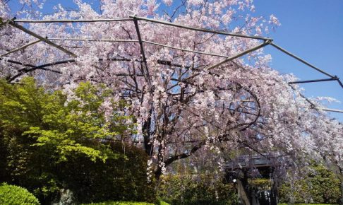 退蔵院 桜 2020 / 京都 ブログ ガイド