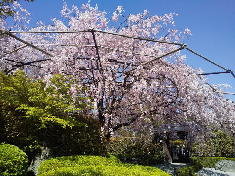 京都 遅咲きの桜 退蔵院 紅枝垂桜 / 京都ブログガイド