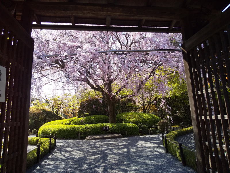 紅枝垂桜 / 京都 ブログ ガイド
