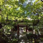 常寂光寺 青紅葉 2020 / 京都 ブログ ガイド