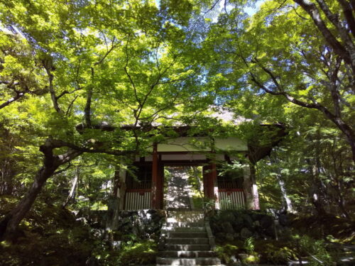 常寂光寺 青紅葉 2020 / 京都 ブログ ガイド