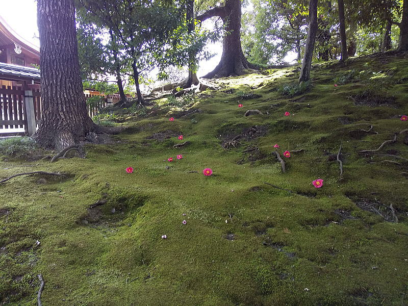 城南宮 椿 / 京都 ブログガイド