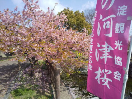 京都 河津桜 / 京都ブログガイド