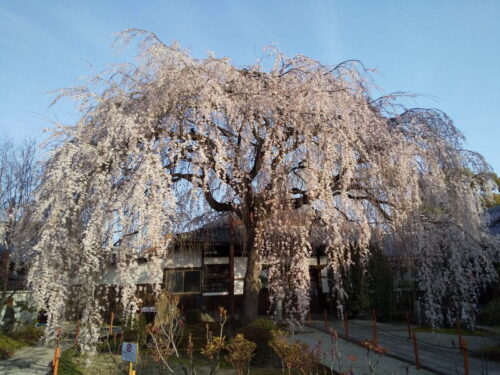 本満寺 枝垂桜 2021 / 京都ブログガイド