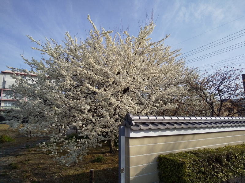 白い桜 / 京都ブログガイド