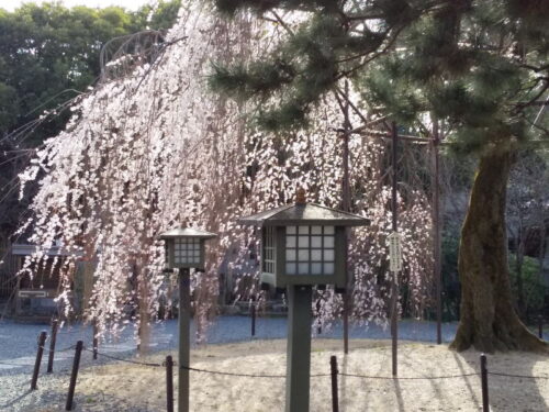 千本釈迦堂 阿亀桜 2021 / 京都ブログガイド