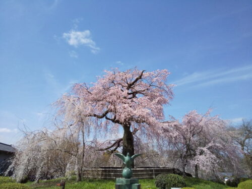 円山公園 祇園枝垂桜 2021 / 京都ブログガイド