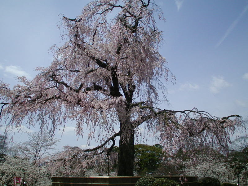 祇園枝垂桜 2006 / 京都ブログガイド