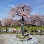 2022年4月 京都イベント情報 円山公園 祇園枝垂桜 2021 / 京都ブログガイド