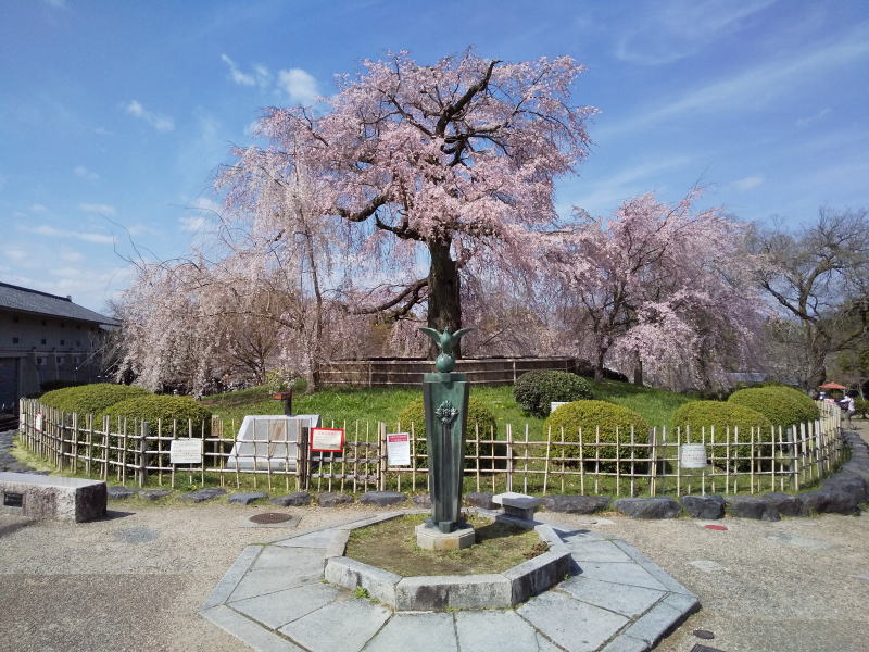 円山公園 祇園枝垂桜 2021 / 京都ブログガイド