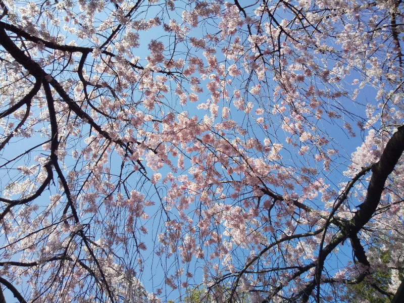 紅枝垂桜 2021 / 京都ブログガイド