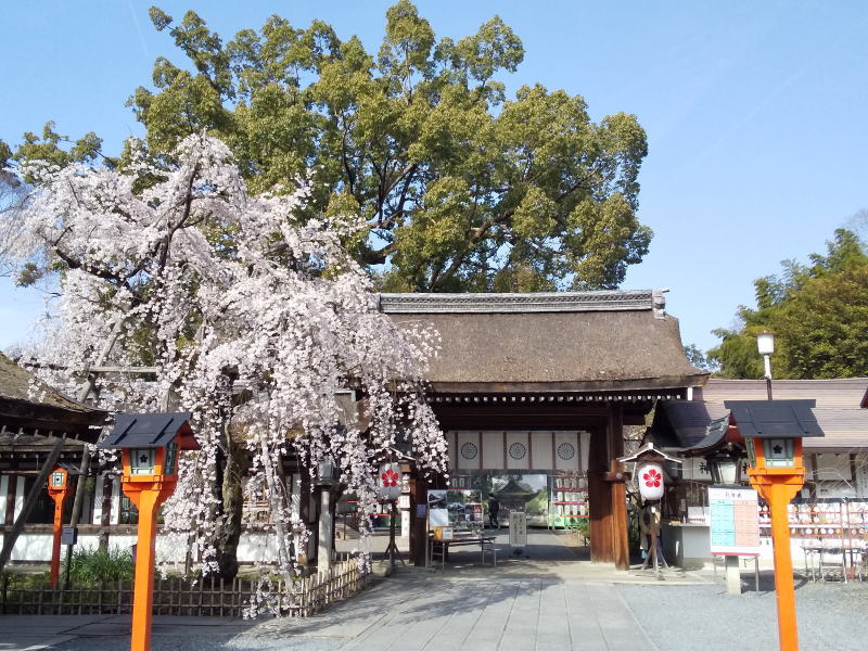 京都 御神木のある神社 平野神社 魁桜 2021 