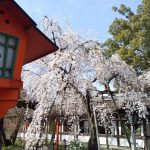 平野神社 魁桜 2021 / 京都ブログガイド
