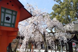 平野神社 魁桜 2021 / 京都ブログガイド