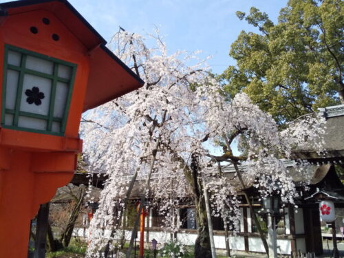 平野神社 魁桜 2021 / 京都ブログガイド