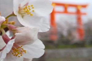 京都 桜モデルコース  南禅寺エリア 岡崎疎水 2021 / 京都ブログガイド
