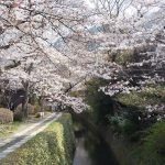 哲学の道 2021 / 京都ブログガイド