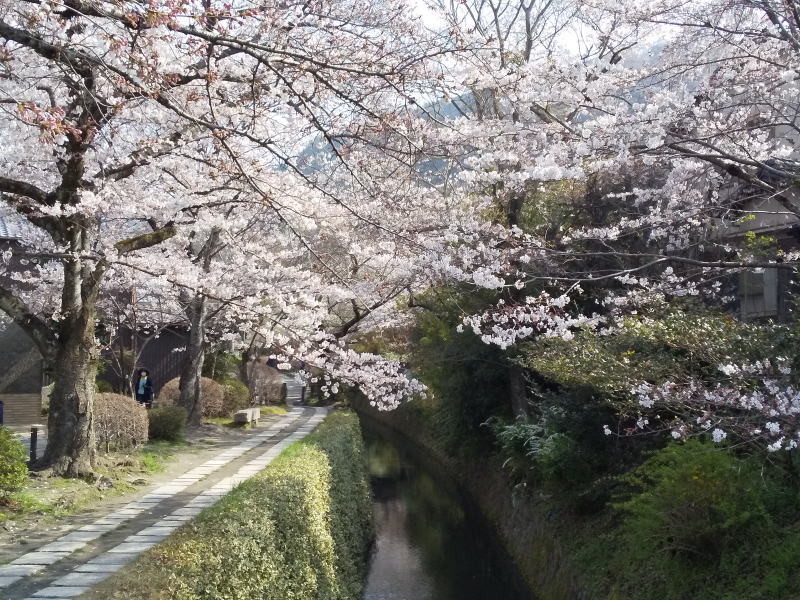 桜モデルコース  南禅寺エリア 哲学の道 2021 / 京都ブログガイド