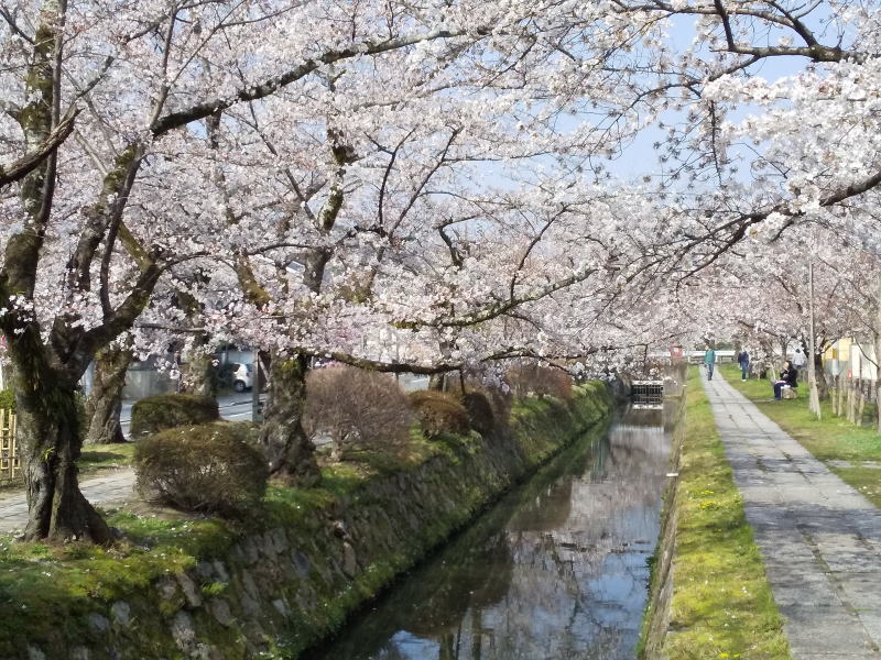 桜モデルコース  南禅寺エリア 哲学の道 2021 / 京都ブログガイド