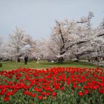 京都府立植物園 2021 / 京都ブログガイド