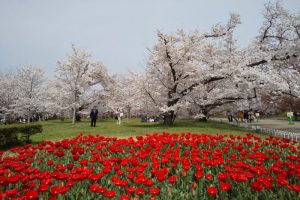 京都府立植物園 2021 / 京都ブログガイド