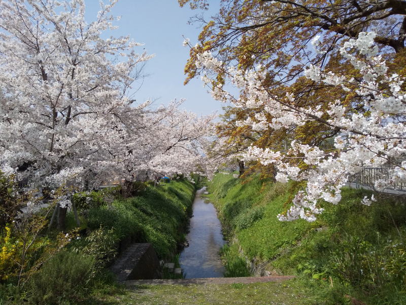 松ヶ崎浄水場辺りの桜 2021 / 京都ブログガイド