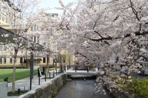 木屋町 桜 2021 / 京都ブログガイド
