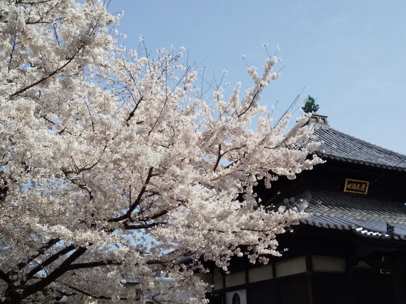妙顕寺 2021 / 京都ブログガイド
