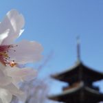 三重塔と桜 / 京都ブログガイド