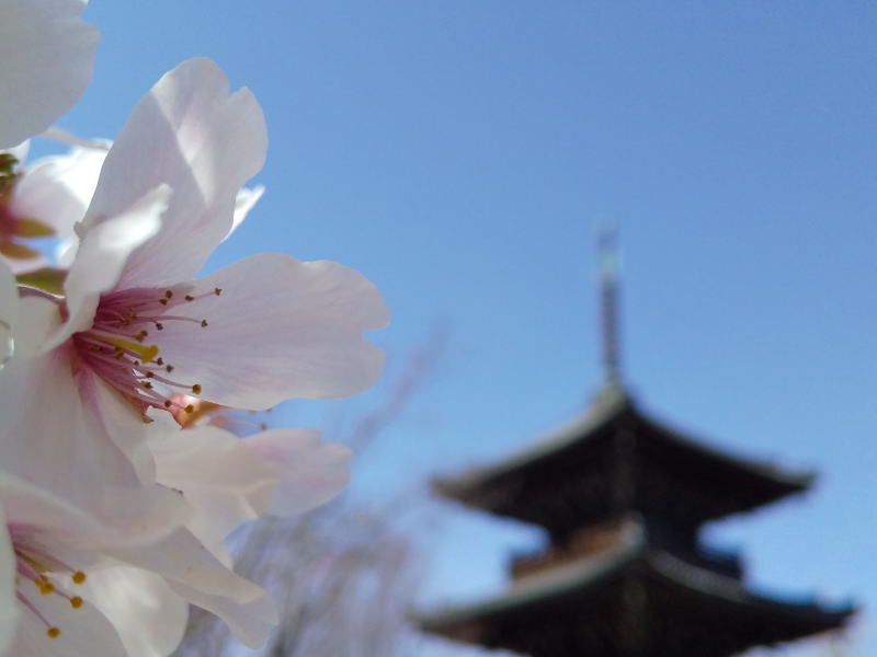 三重塔と桜 / 京都ブログガイド