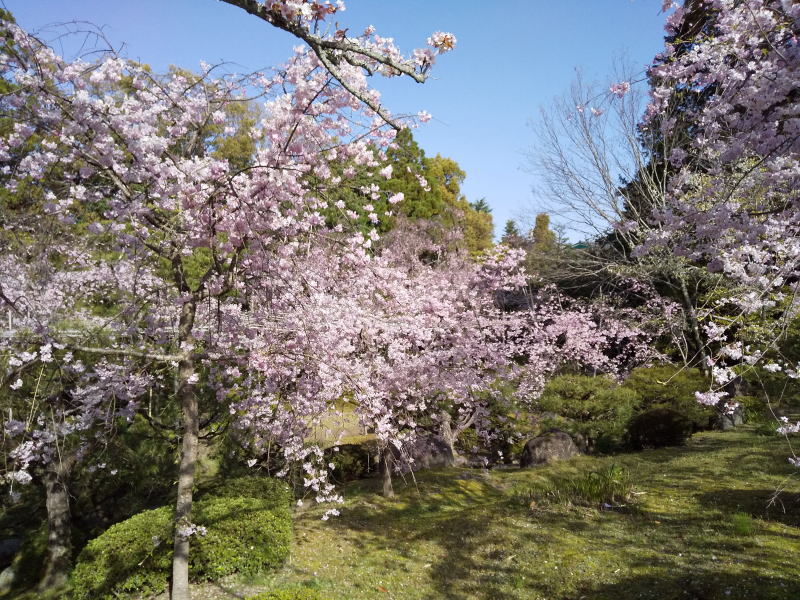 平安神宮 桜 2021 / 京都ブログガイド