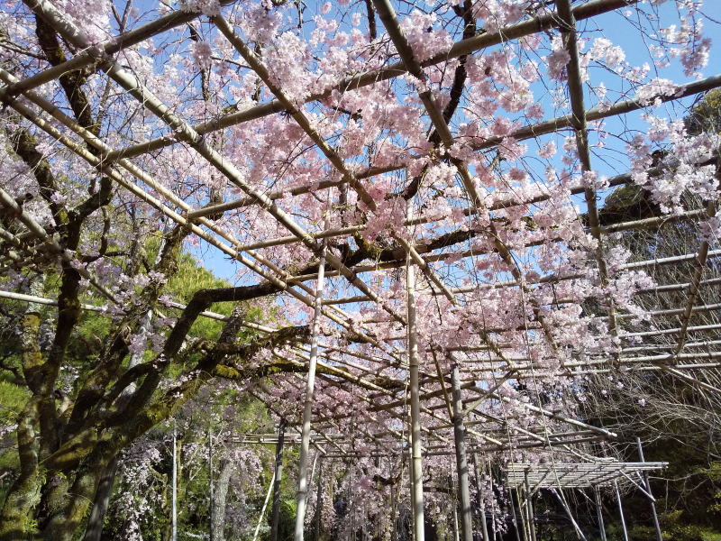 平安神宮 桜 2021 / 京都ブログガイド