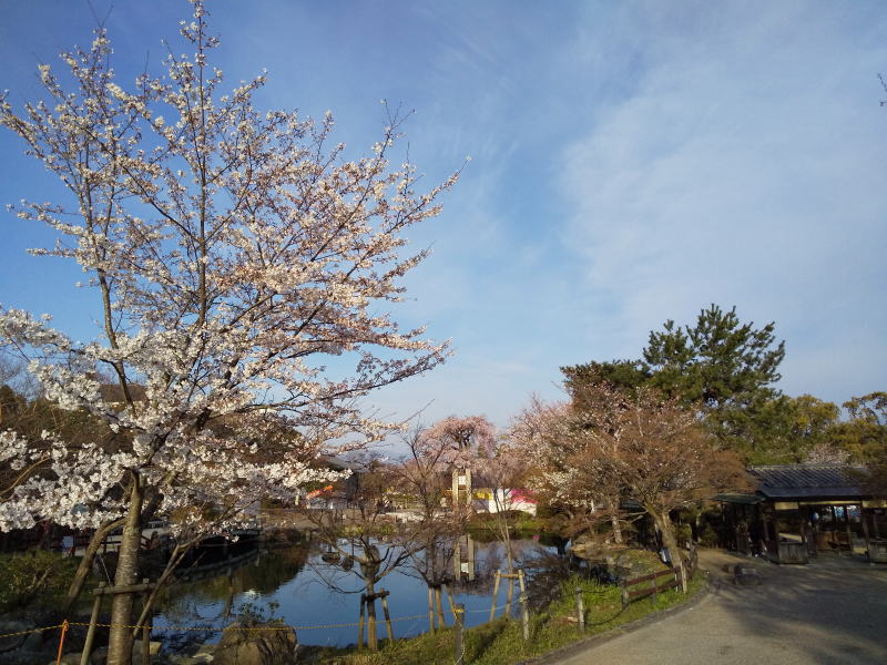 円山公園 / 京都ブログガイド