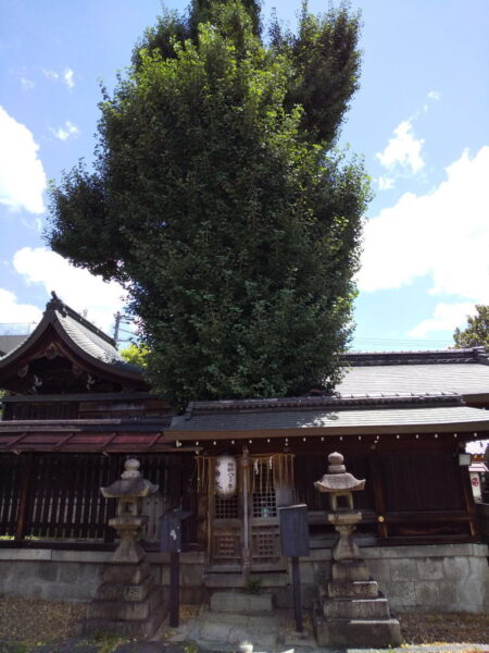 樹齢約800年の銀杏 / 京都ブログガイド