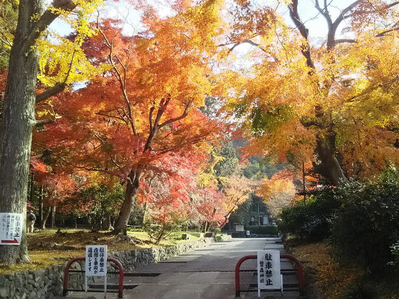 鷺森神社の紅葉
