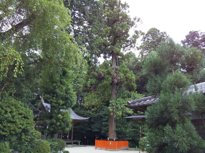 鷺森神社の杉の木 / 京都ブログガイド