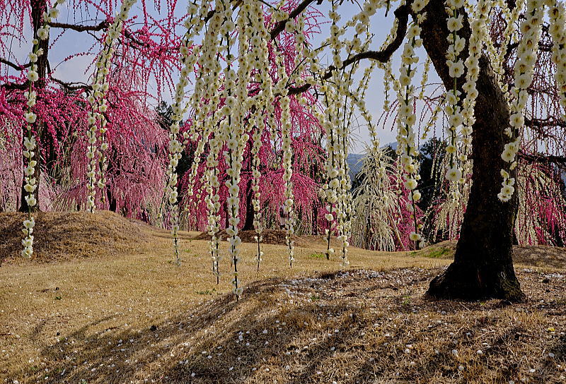 三室戸寺 しだれ梅園