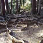 奥の院 木の根道 / 京都ブログガイド