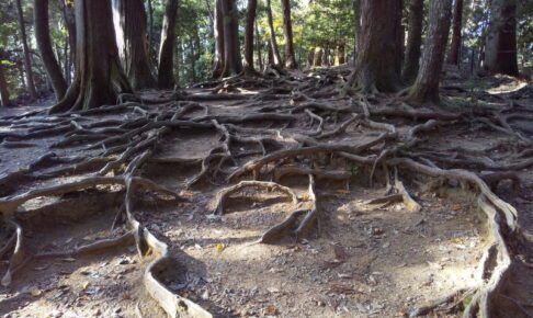 奥の院 木の根道 / 京都ブログガイド