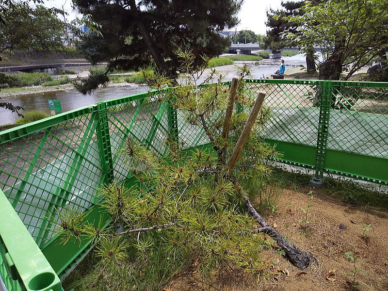ど根性松 / 京都観光旅行ガイド