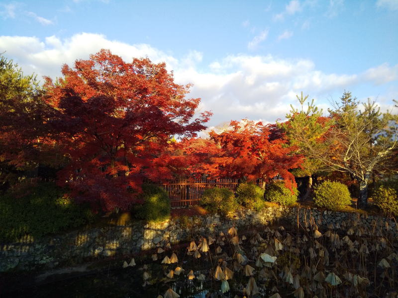 天龍寺放生池の紅葉 / 京都ブログガイド