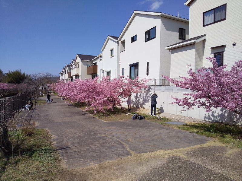 住宅裏の河津桜 / 京都ブログガイド