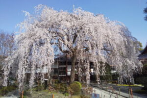 本満寺 桜 2022 / 京都ブログガイド