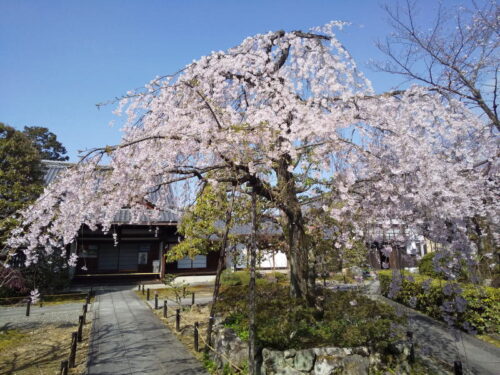 上品蓮台寺 桜 2022 / 京都ブログガイド