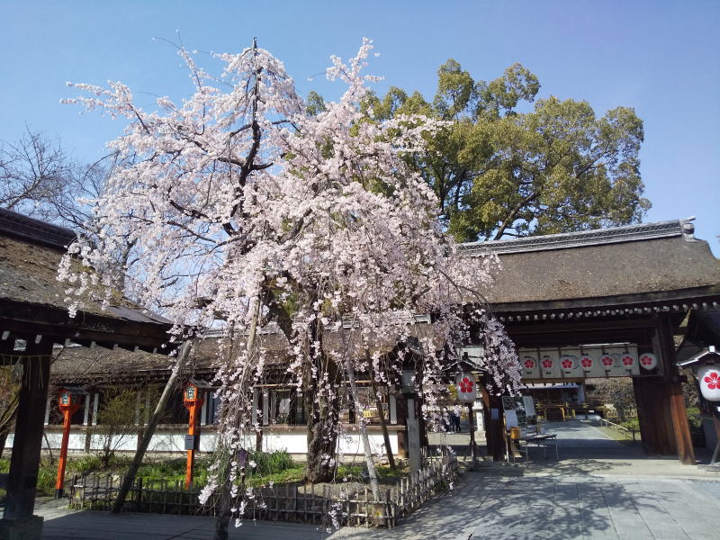 平野神社 魁桜 2022 / 京都ブログガイド