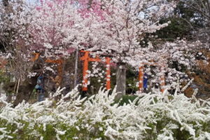 平野神社 桜 2022 / 京都ブログガイド