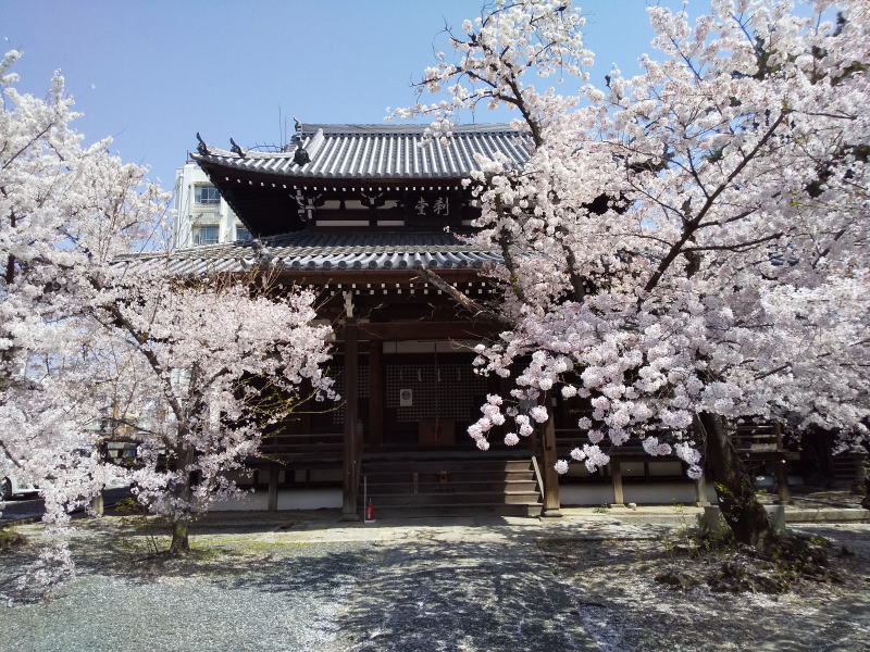 立本寺 桜 2022 / 京都ブログガイド